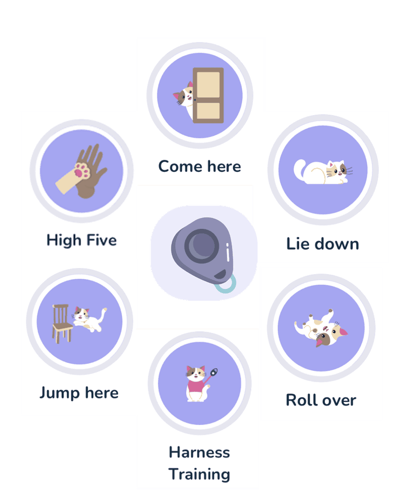 Daily pet training lessons in Lumsters